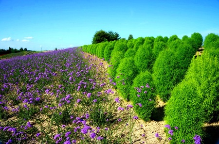 2012-7-25 富良野 165.jpg